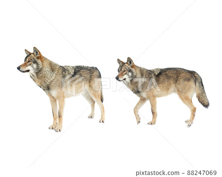 wolf and she-wolf isolated on white background wolf and she-wolf isolated on white background 88247069