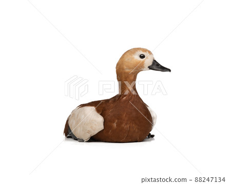 Ruddy Shelduck (Tadorna ferruginea) isolated on white background 88247134