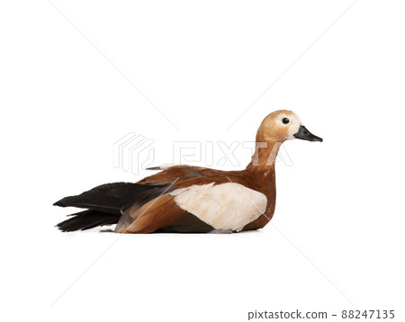 Ruddy Shelduck (Tadorna ferruginea) isolated on white background Ruddy Shelduck (Tadorna ferruginea) isolated on white background 88247135
