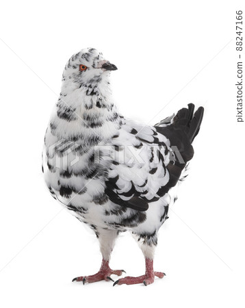 dove similar to dalmatians in color scheme isolated on white background dove similar to dalmatians in color scheme isolated on white background 88247166