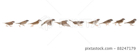 sparrow in jump phases isolated on white background 88247179