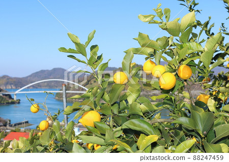 Setonai lemon 88247459