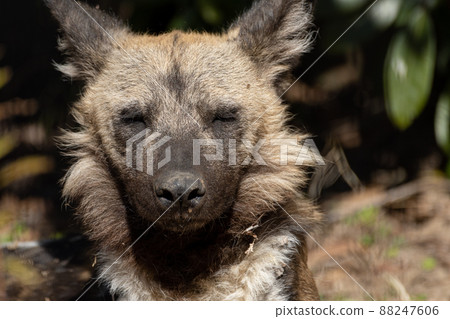 African wild dog African wild dog 88247606