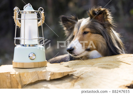 Dog staring at the lantern, sheltie outdoor, camping image Dog staring at the lantern, sheltie outdoor, camping image 88247655
