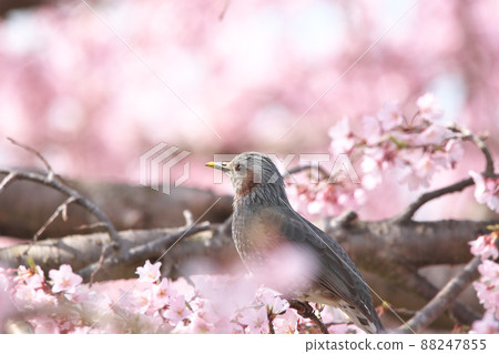 Bulbul and cherry Bulbul and cherry 88247855