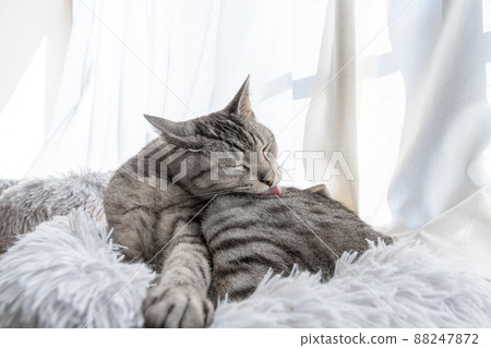 Grooming cat Sabatra cat 88247872