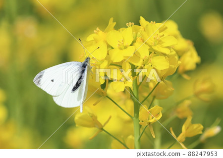 先生的根和油菜花 88247953