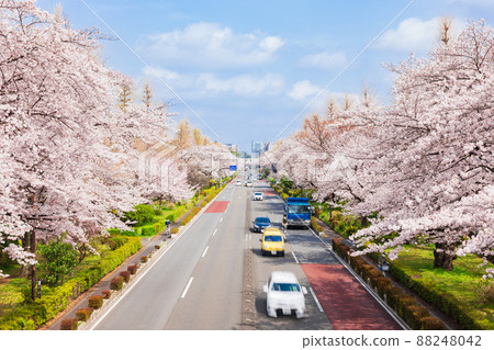 國立市盛開的大學大道 國立市盛開的大學大道 88248042