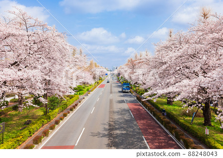 國立市盛開的大學大道 88248043