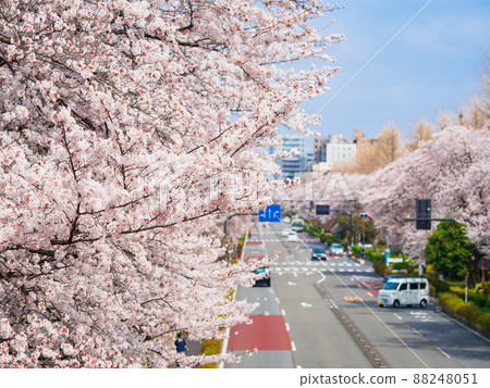 Daigaku Dori in full bloom in Kunitachi City 88248051