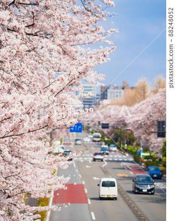 Daigaku Dori in full bloom in Kunitachi City Daigaku Dori in full bloom in Kunitachi City 88248052