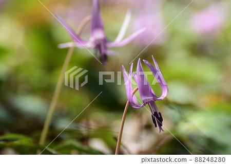 開花在殖民地的 Erythronium 花 88248280
