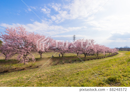 北淺羽櫻月公園銀行 88248572