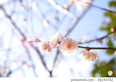 Macro shooting of plum blossoms 88248702