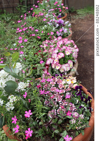 Garden full of spring flowers Garden full of spring flowers 88248802