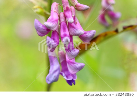 野豌豆山野草草原特寫 88248880