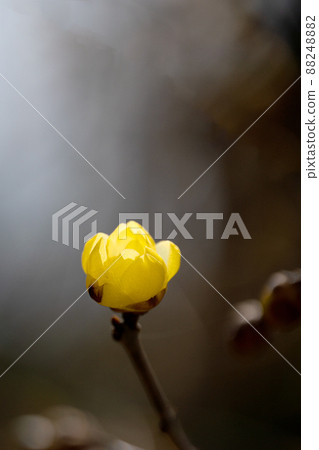 三月開花的日本五香粉花 三月開花的日本五香粉花 88248882