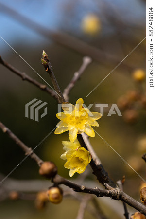 三月開花的日本五香粉花 三月開花的日本五香粉花 88248884