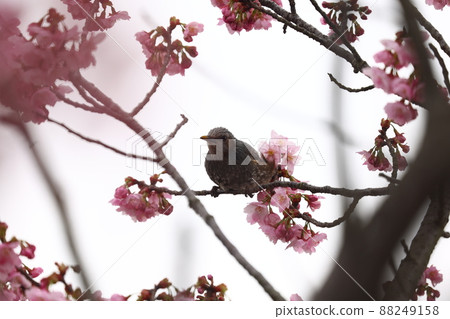 Brown eared bulbul and cherry blossoms 88249158