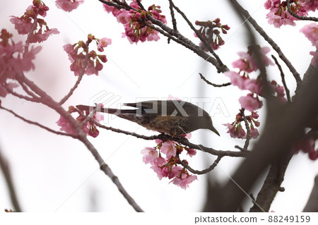 Brown eared bulbul and cherry blossoms 88249159