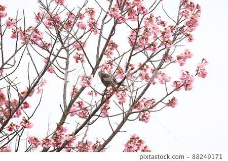 Brown eared bulbul and cherry blossoms 88249171