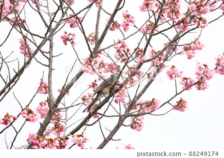 布朗有耳的白頭翁和櫻花 88249174