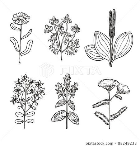 Big set of vintage original line art of medicinal herbs. 88249238