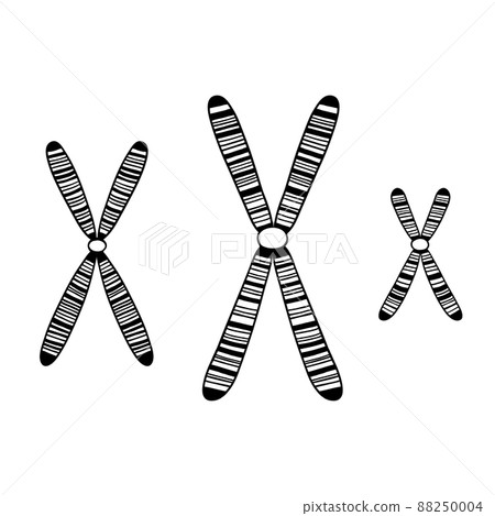 Set of striped black and white chromosomes. Vector illustration. Biological background. Set of striped black and white chromosomes. Vector illustration. Biological background. 88250004