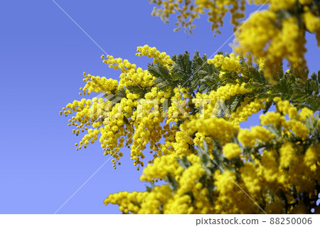 Clear blue sky and small yellow mimosa flowers Clear blue sky and small yellow mimosa flowers 88250006