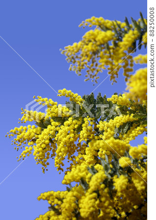 Clear blue sky and small yellow mimosa flowers Clear blue sky and small yellow mimosa flowers 88250008