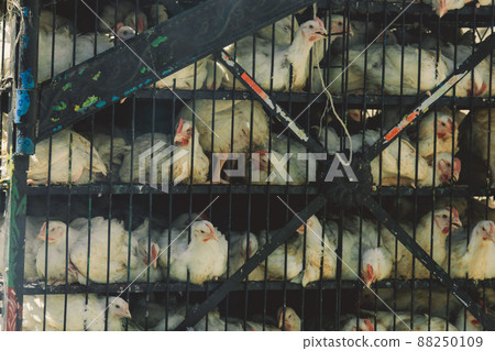 Old Pakistani Truck with White Dirty chickens Carrying in a car cage in Summer Gilgit Baltistan Mountains in Pakistan Old Pakistani Truck with White Dirty chickens Carrying in a car cage in Summer Gilgit Baltistan Mountains in Pakistan 88250109