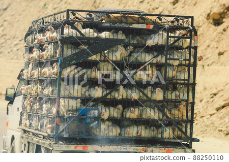 Old Pakistani Truck with White Dirty chickens Carrying in a car cage in Summer Gilgit Baltistan Mountains in Pakistan Old Pakistani Truck with White Dirty chickens Carrying in a car cage in Summer Gilgit Baltistan Mountains in Pakistan 88250110