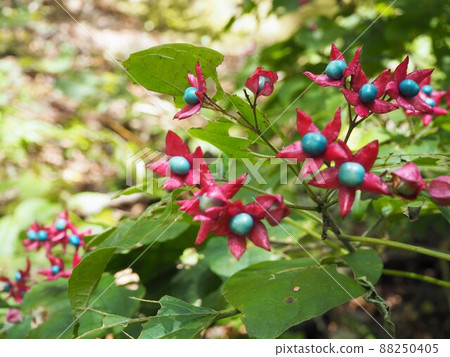 Bright harlequin fruit Bright harlequin fruit 88250405