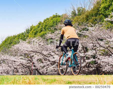 春天玉川櫻花盛開自行車道(府中市附近) 春天玉川櫻花盛開自行車道(府中市附近) 88250470