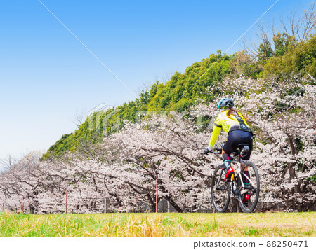 春天玉川櫻花盛開自行車道(府中市附近) 春天玉川櫻花盛開自行車道(府中市附近) 88250471