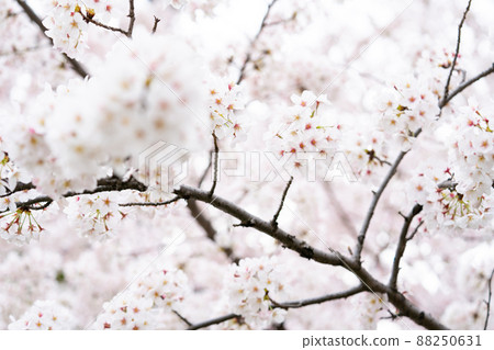 Cherry Blossom	 88250631