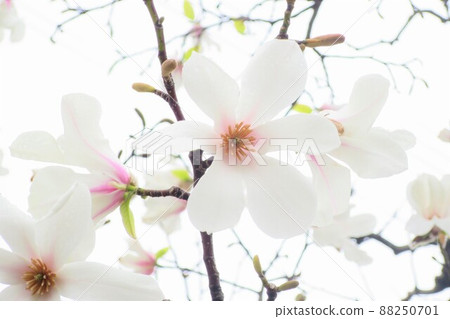 高調拳頭花 88250701