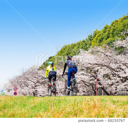 Spring Tamagawa Sakura full bloom cycling road (near Fuchu City) 88250767