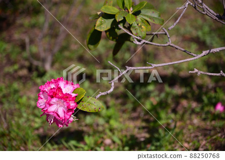 Yokohama Satoyama Garden where spring flowers bloom 88250768