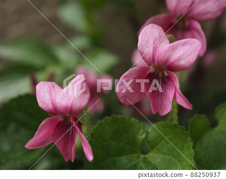 Pink sweet violet is a cluster 88250937