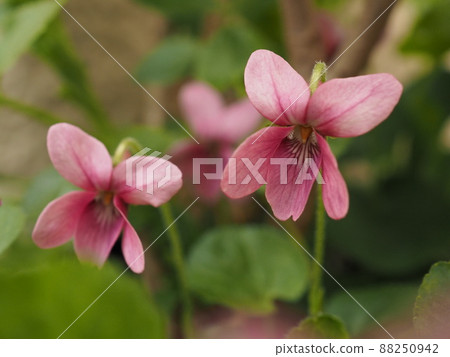 Pink sweet violet is a cluster 88250942