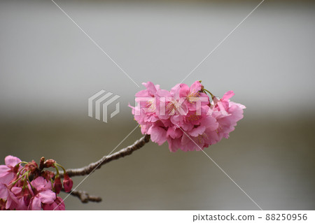 Dark pink Yokohama scarlet cherry blossoms 88250956