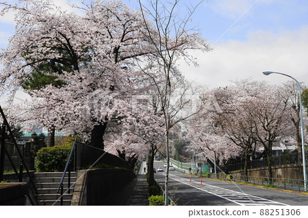 March 1723, Minato-ku Cherry blossom trees at Aoyama Cemetery 88251306