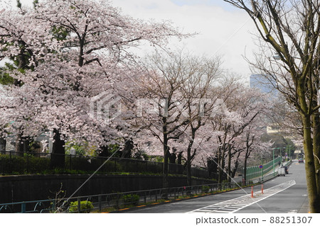 1724年3月，港區，青山公墓的一排櫻花樹 88251307