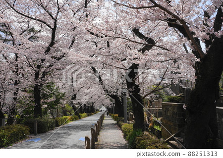 March 1729 Aoyama Cemetery, Minato-ku, a row of cherry blossom trees March 1729 Aoyama Cemetery, Minato-ku, a row of cherry blossom trees 88251313