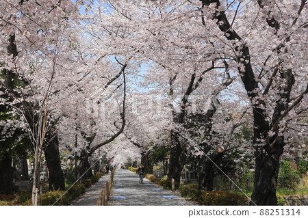 March 1730, Minato-ku, Aoyama Cemetery with rows of cherry blossom trees March 1730, Minato-ku, Aoyama Cemetery with rows of cherry blossom trees 88251314