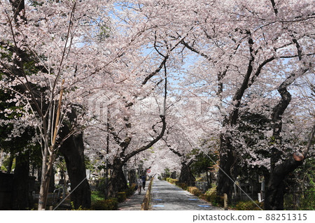 March 1731 Aoyama Cemetery, Minato-ku, row of cherry blossom trees 88251315