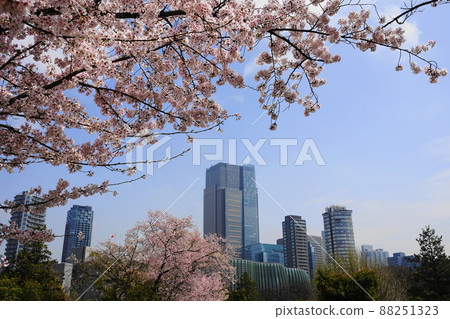 1738 年 3 月，港區、東京中城和青山公墓的一排櫻花樹 88251323