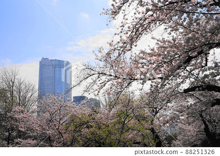 March 1741 Roppongi Hills, Minato-ku and a row of cherry blossom trees at Aoyama Cemetery 88251326