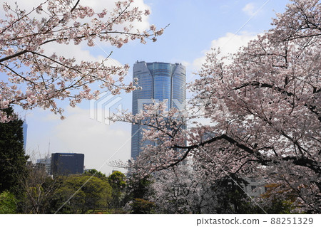 1743 年 3 月,港區六本木山和青山公墓的一排櫻花樹 1743 年 3 月,港區六本木山和青山公墓的一排櫻花樹 88251329
